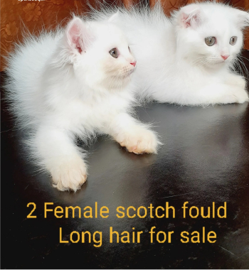 بسينات صغيرة للبيع