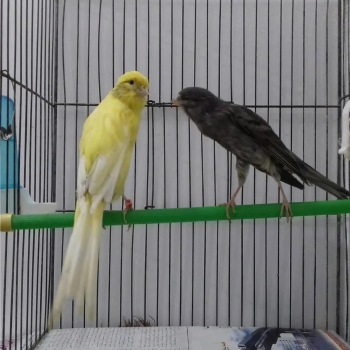 مطلوب طيره شيرازي لون ابيض