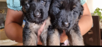 German shepherd poppies