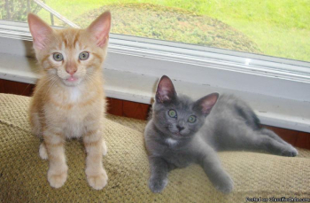 Free: With conditions Four kittens, 2 left Born April 4, 2014.