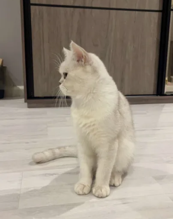 قط ذكر العمر سنه وثلاث شهور