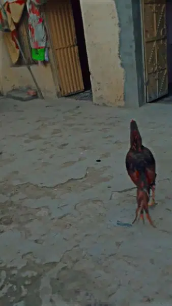 pille nok choras nalii tokhy jurr hay