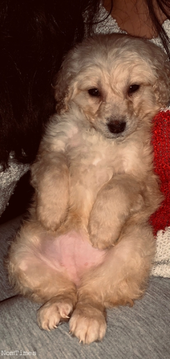 Cockerpoos Ready to Leave