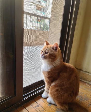 قط سنتين ونص معقم