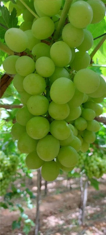 عنب طازج.....افضل جوده بأفضل سعر 