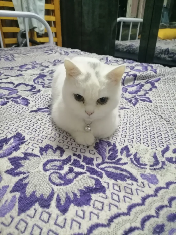 حيوانات للبيع في الرياض السعودية