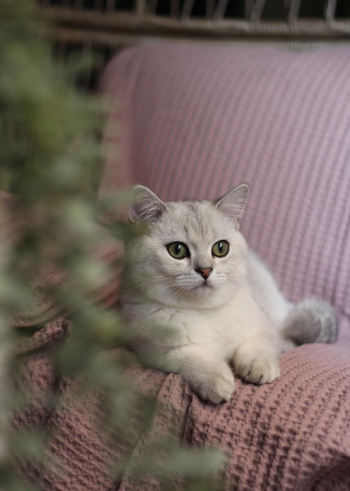 ذكر برتش من أم وأب مستوردين British Short hair male cat