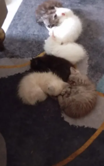 5 شيرازي الوان مختلفة العمر شهرين