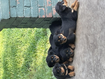 Rottweiler puppies