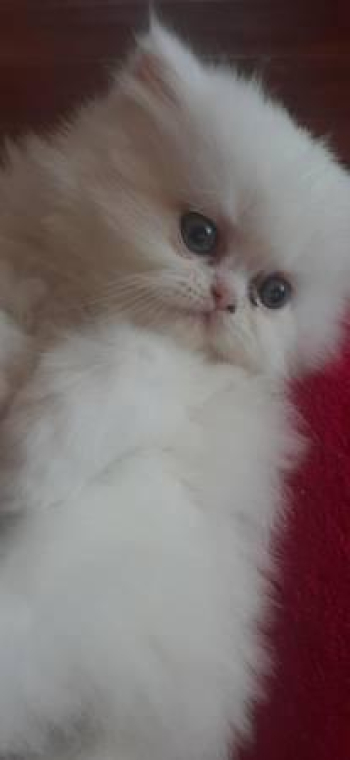 Persian Kittens