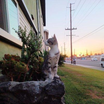 black kittens male female Free to good home.