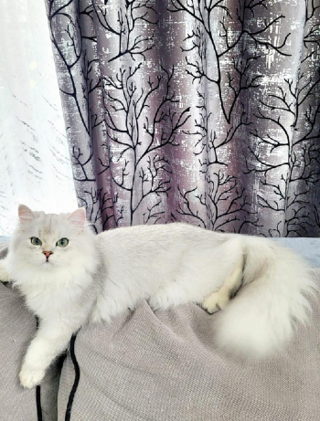 Best British Longhair cat for sale in Bangalore - Breed n Breeder