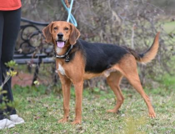 Huey Hound (Unknown Type) Adult Male in Gulfport, Mississippi