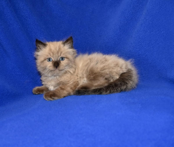 Adorable TICA Ragdoll kittens