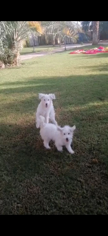 حيوانات للبيع في الرياض السعودية