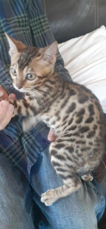 Bengal Kittens