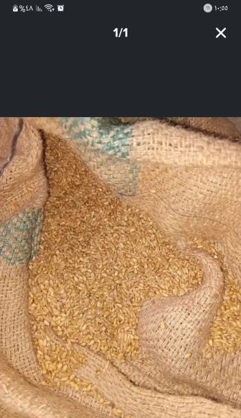 قمح طري بلدي للبيع