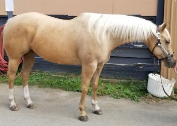 Palomino AQHA Quarter Horse Mare