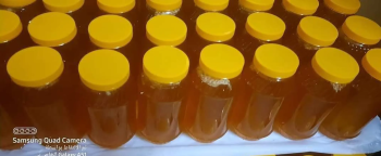 عسل نحل زهرة البرسيم