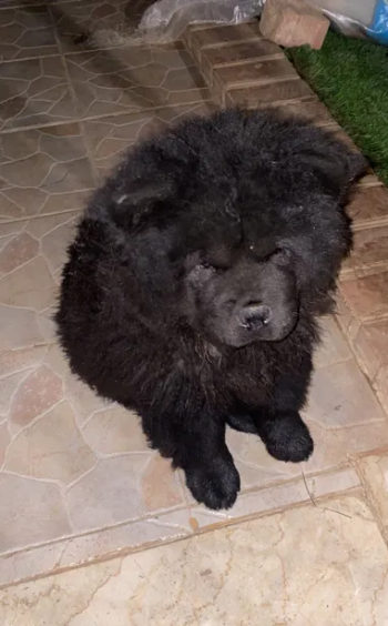 كلب تشاو تشاو للبيع اسود اللون