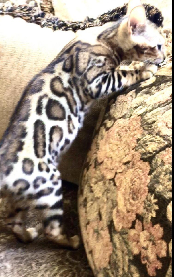 Great graduation suprise. Bengal kittens 8 and 13 weeks olds $1850 and $2800. this week while they last. 9 month old kittens price from $2800. Parents