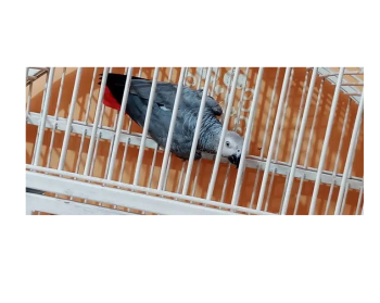 african gray parrot wild male for sale