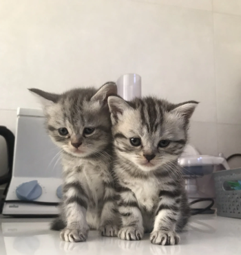 scotch fold and british cat