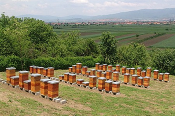 مربي نحل . نحال لبناني .عسل.