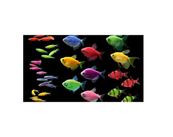 Fish Stock Available