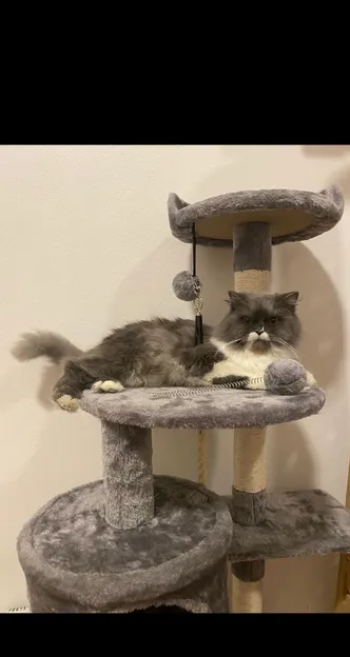 Persian Cat For Adoption FREE