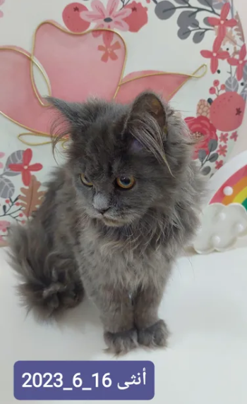 قطط للتبني