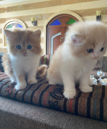 قطط للبيع شيرازي