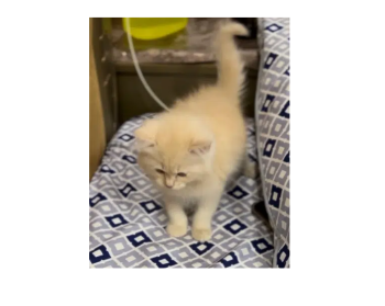 Persian Kitten Vaccinate