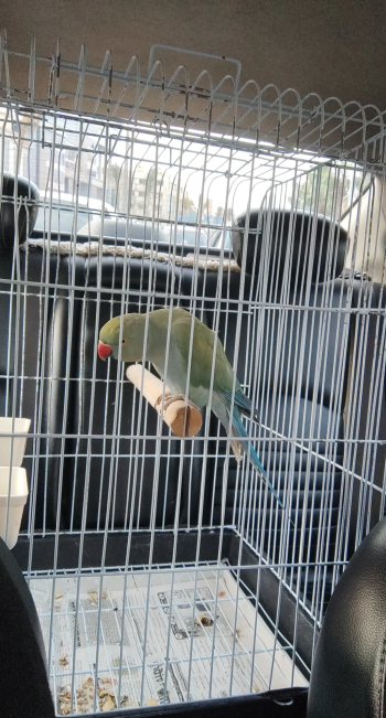 بغبغان درة للبيع