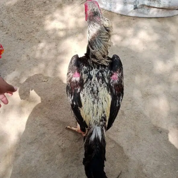 hight quality java for sale 2 saal age