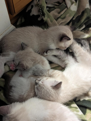 Maine coon Blue point and chocolate Siamese