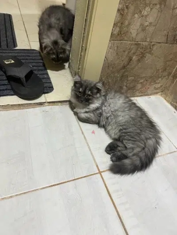 American Persian Cats