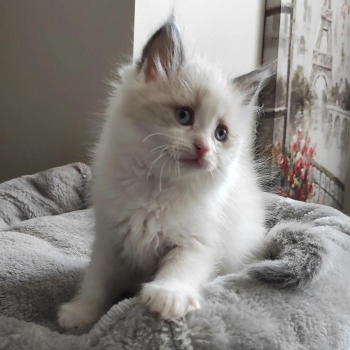 wonderful Ragdoll kittens looking for new home