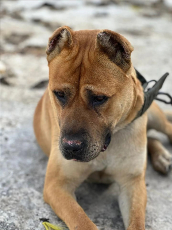 pitbull/Cane Corso dog for sale