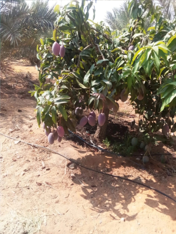 مانجو أوستون تصدير