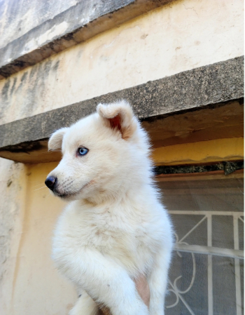 هاسكي عيون زرق