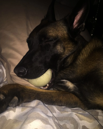 Malinoi femelle pure