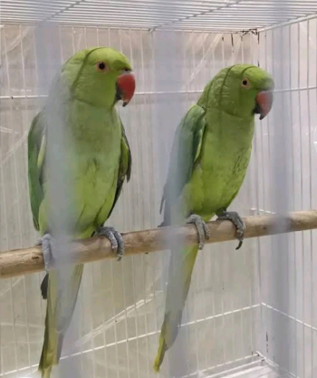 ذكر وانثي درة هندي جاهزين للتكاثر والتفريخ اول خيرهم عند صاحب النصيب 4500 جنية