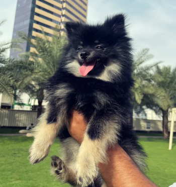 Pomeranian puppy