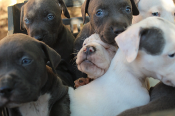 puppies pitbul blue nos 45 day Fire blood Super pure Classic body