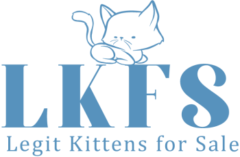 How to buy a kitten online