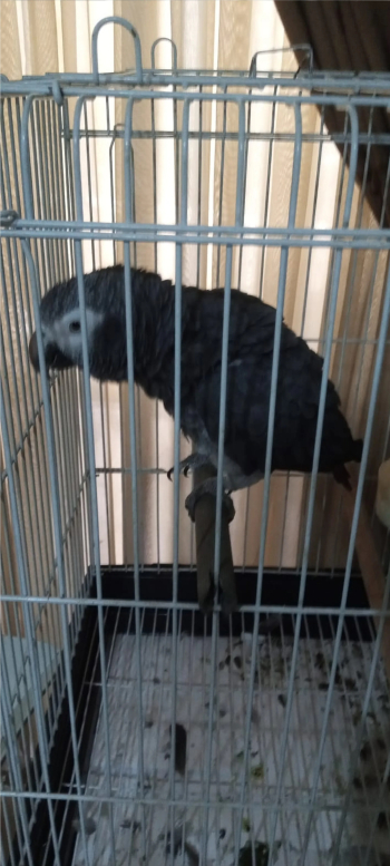 parrot casco Congo bird مطلوب ببغاء كاسكو كونقو