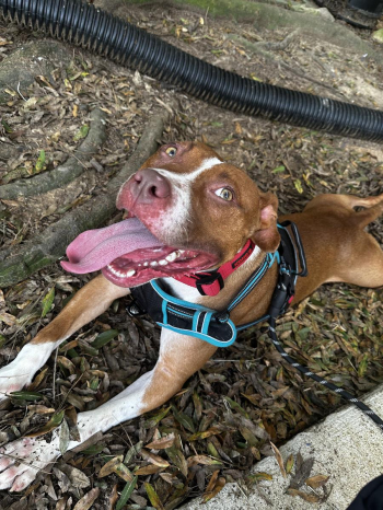 Operation: Get Craigles a home