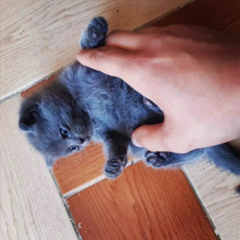 كيتن بريطاني شورت هير بيور