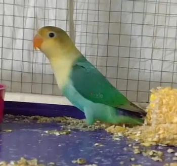 Albino black eye pair. and parblue and albino 2 chicks